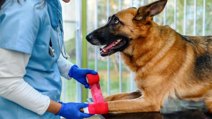 A German Shepherd is taken care of by their vet.