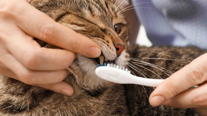 close-up of someone brushing a brown tabby's teeth