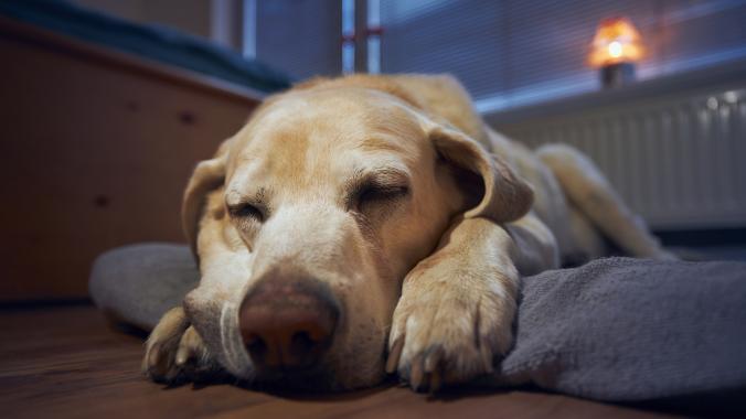 A dog sleeps on the floor.