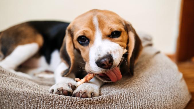 little beagle chewing on dental stick