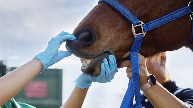 Veterinarian looking at horse teeth