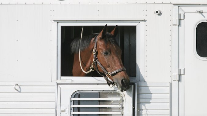 Horse looking out of trailer