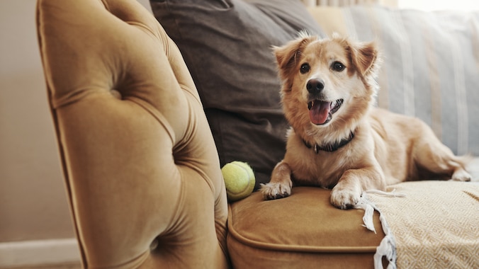 Happy dog on sofa in apartment