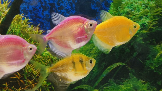 GloFish swimming in fish tank