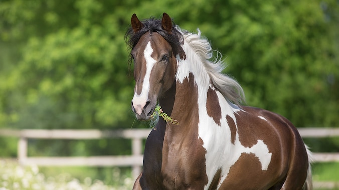 Galloping paint horse