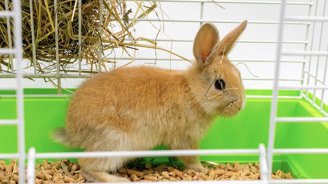 Rabbit litter box