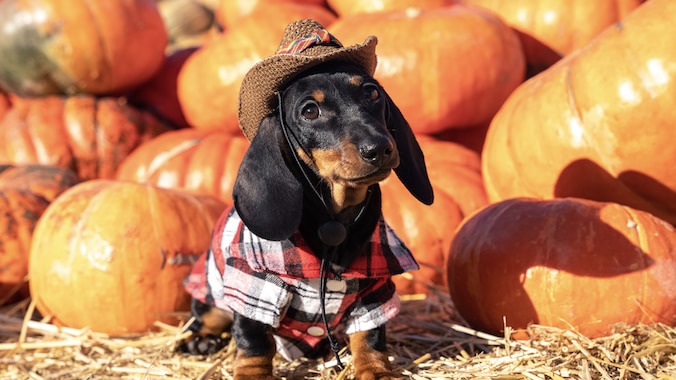 Dachshund dressed as cowboy sitting in front of pumpkins