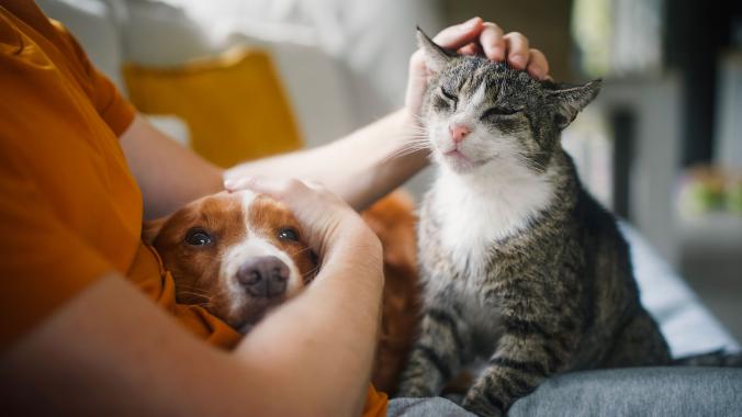 dog and cat on person's lap