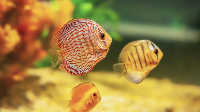 Three fish swimming in an aquarium