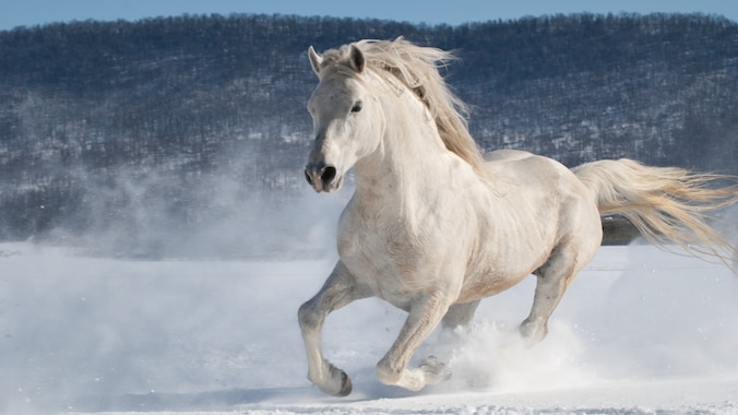 White horse dashing through the snow