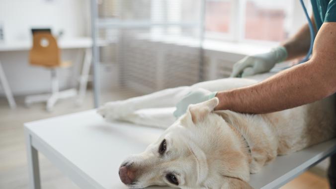 ACL surgery in dogs: A dog is examined by their vet.