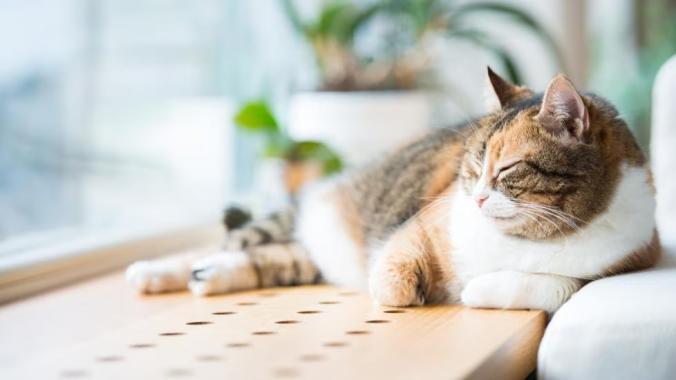 Indoor cat lounging. Even indoor cats should be on one of the best cat flea and tick treatments.