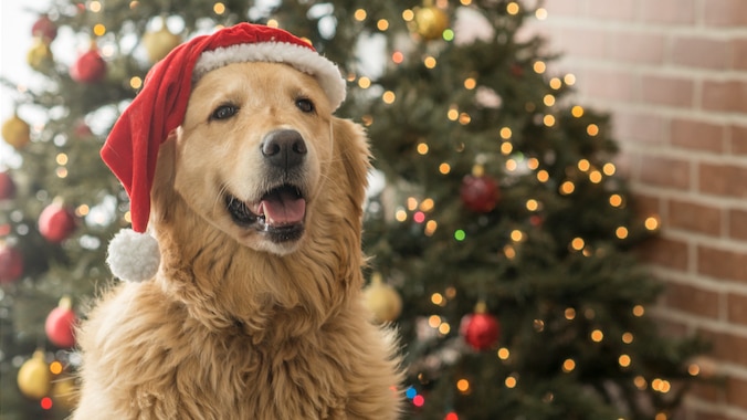 Golden retriever dog sitting in front of Christmas tree wearing Santa hat