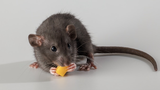 Black pet rat eating piece of cheese