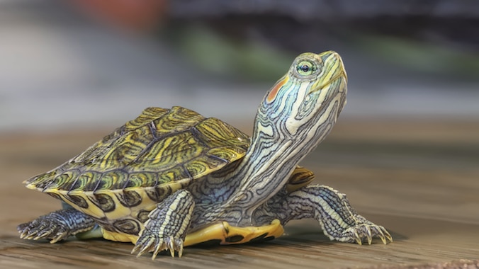 pet turtle sitting on desk