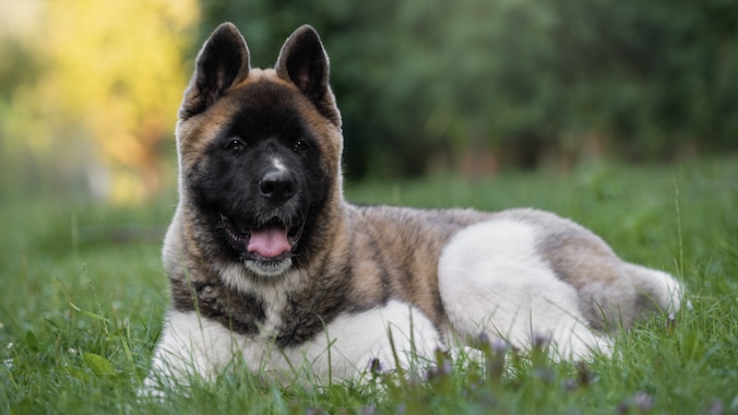 Akita outside panting