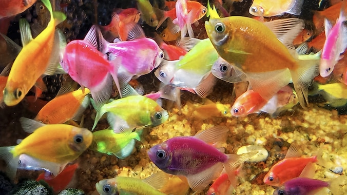 Many GloFish swimming in a tank
