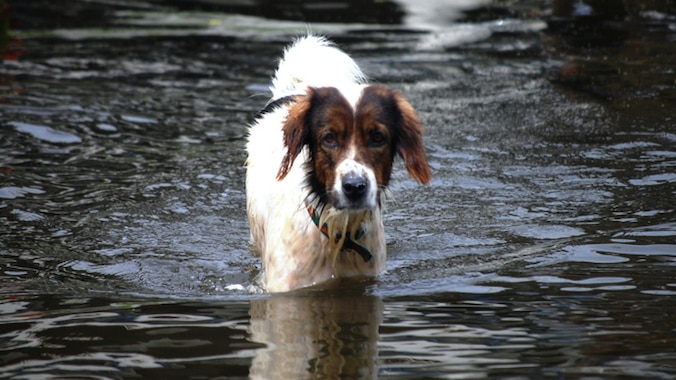 Dog wading in water after a hurricane