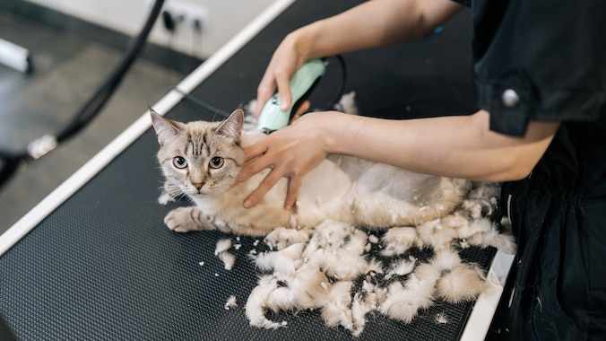 Cat being shaved with pet clippers
