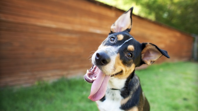 Cute puppy tilts head at the camera