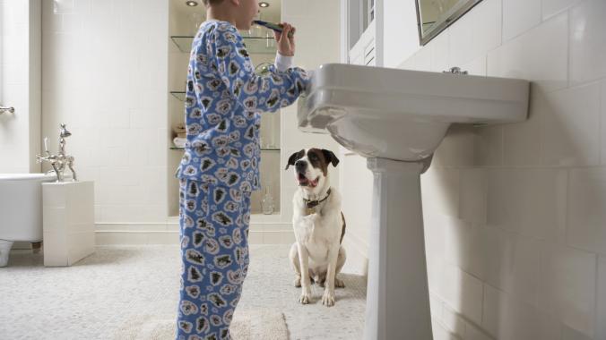xylitol poisoning in dogs; a dog watches a kid brush his teeth with toothpaste containing xylitol.