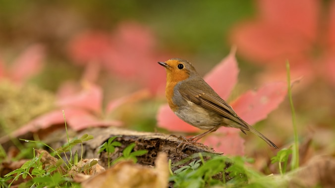 Robin bird standing by fall leaves