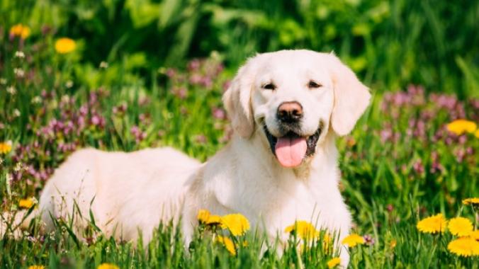 white golden retriever lying in grass