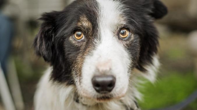 brown and white dog looking nervously at the camera