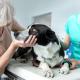 home visit pet euthanasia