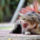 why do cats get spooked for no reason