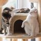 Curated visual reference: Visual Reference: Redirected Aggression In Cats Why It Happens And What To