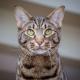 cat travel ideas