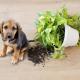 are ghost plants poisonous to cats
