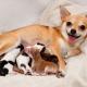 phantom pregnancy dog not sleeping