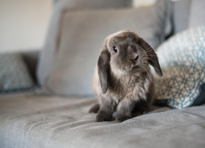 What You Need to Know Before You Adopt a Rabbit