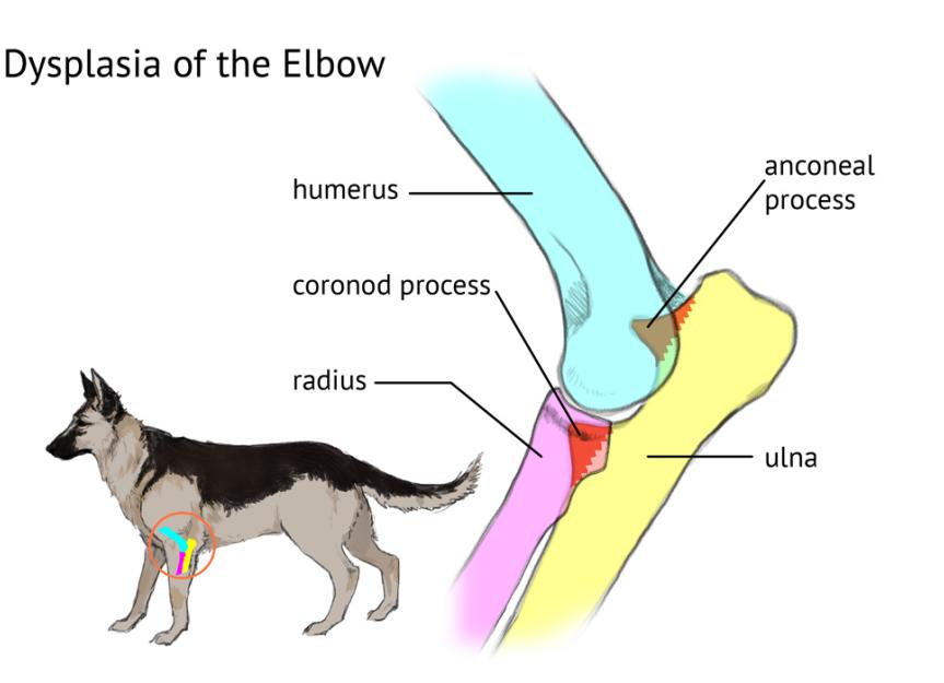 犬肘部发育不良的医学图解