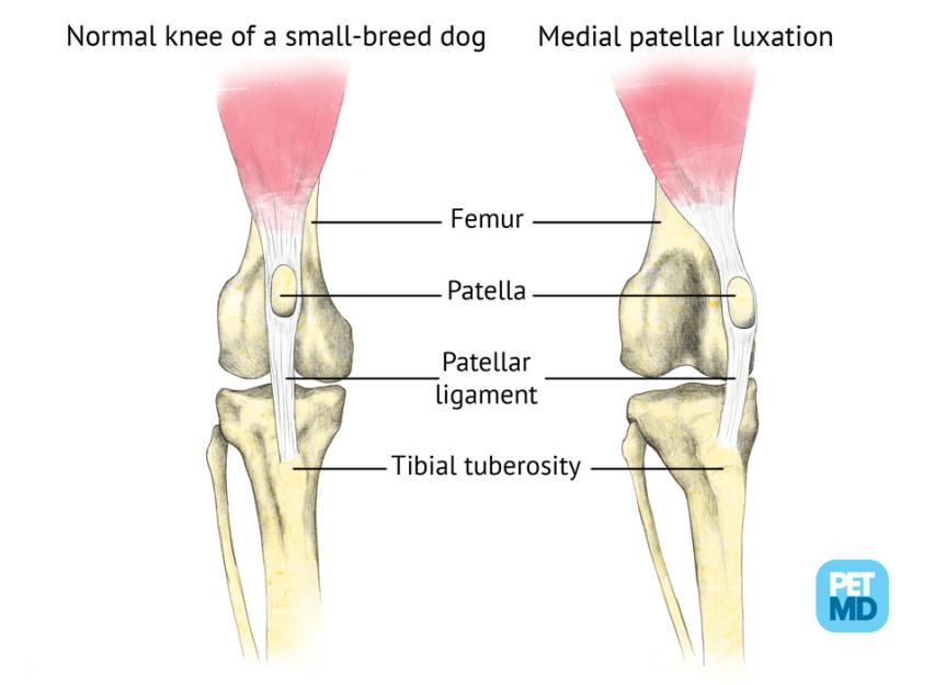 犬髌骨脱位医学示意图