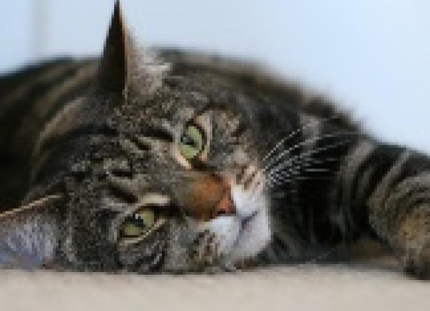 Don't Ignore Chronic Vomiting, Diarrhea in Cats