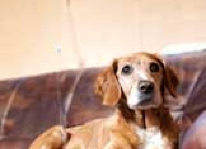 Treating Pets with Oral Fluids Versus Treatment with IV Fluids PetMD