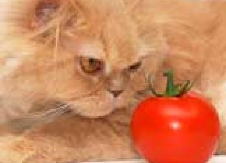 Vegan Diet Almost Kills Kitten