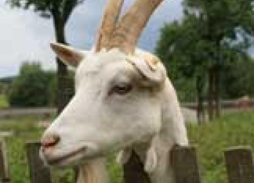 Goat's Milk May Save Lives