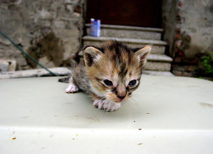 Orphaned Kitten Care PetMD