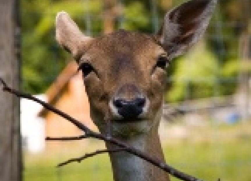 Is Chronic Wasting Disease a Threat to Humans Who Eat Deer?