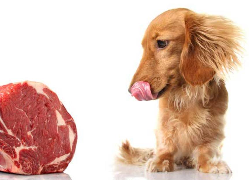 can you give puppies raw meat