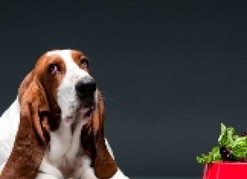 Can You Feed Your Dog A Vegetarian Diet? | PetMD