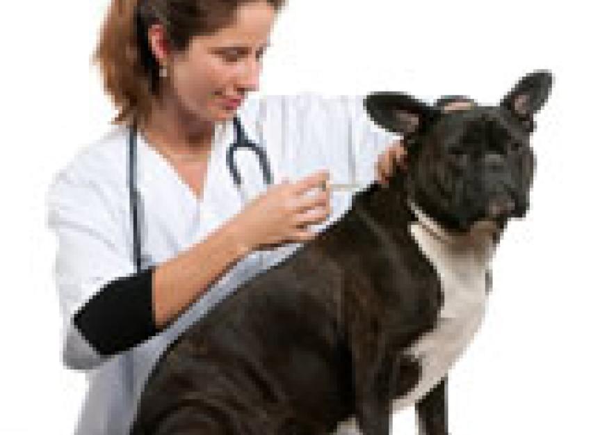 犬疫苗接种系列:第5部分