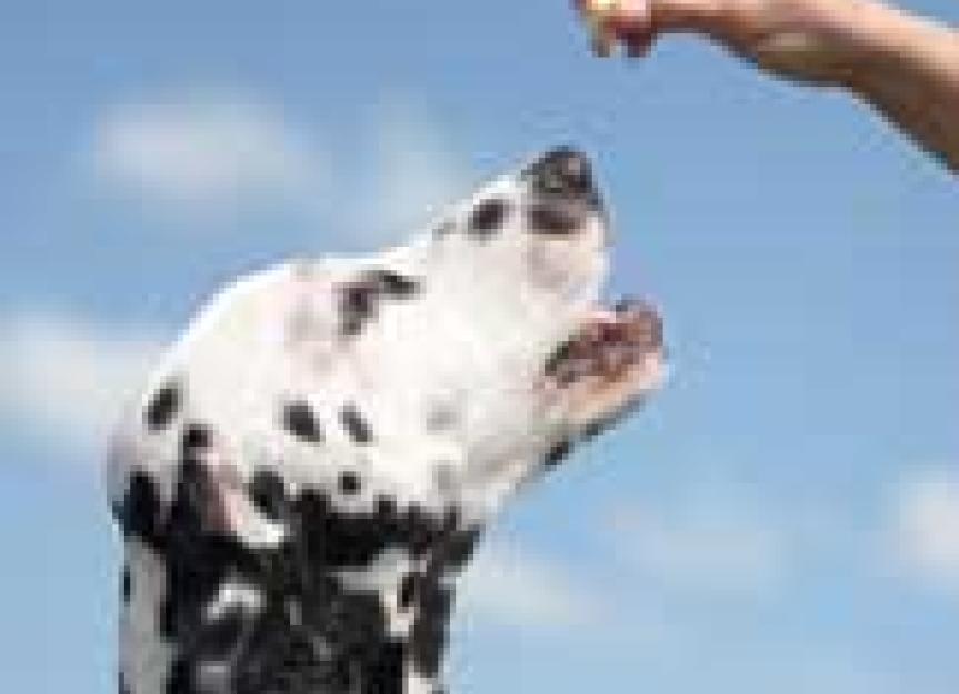 Treating and Preventing Bladder Stones in Dalmatians