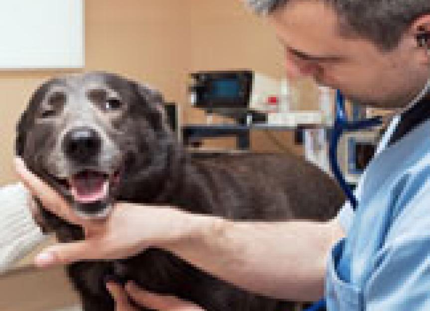 了解宠物癌症患者的节律化疗