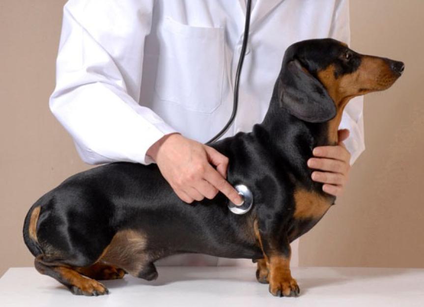 Vitamin D Deficiency and Heart Failure in Dogs | PetMD