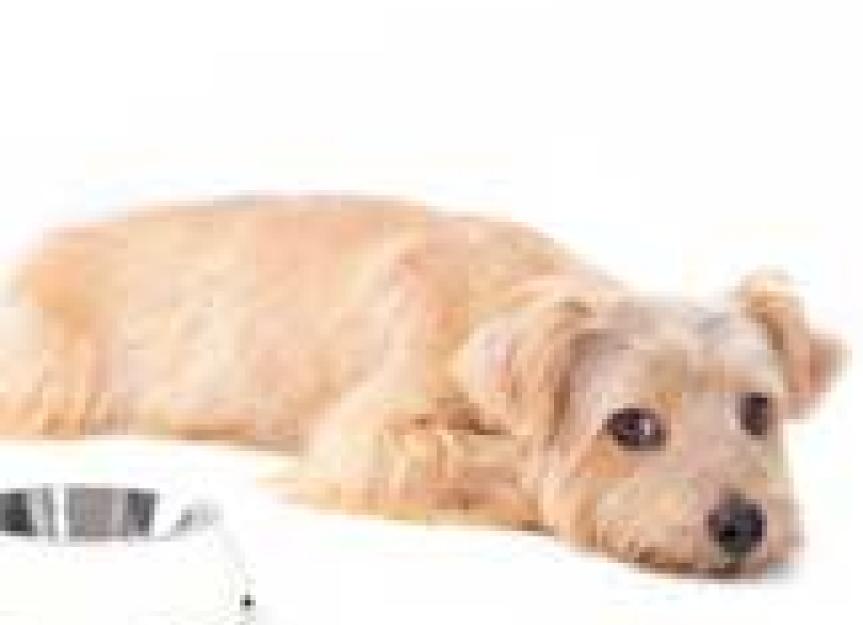 Using Diet to Treat Diarrhea in Dogs